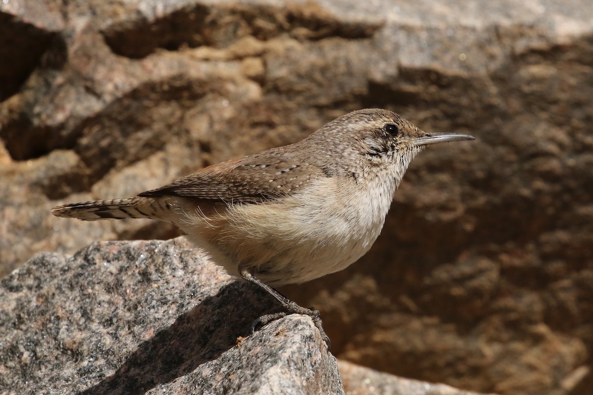 Rock Wren - ML632408807
