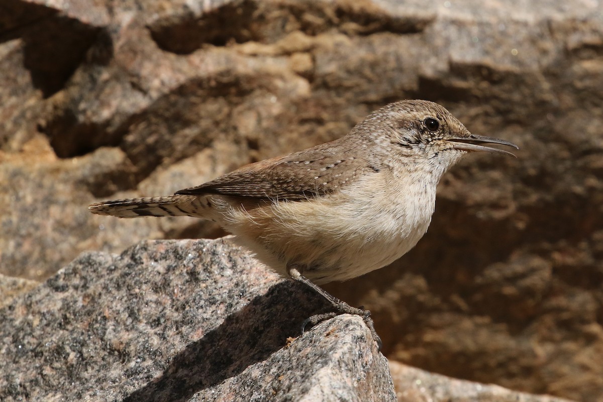 Rock Wren - ML632408811