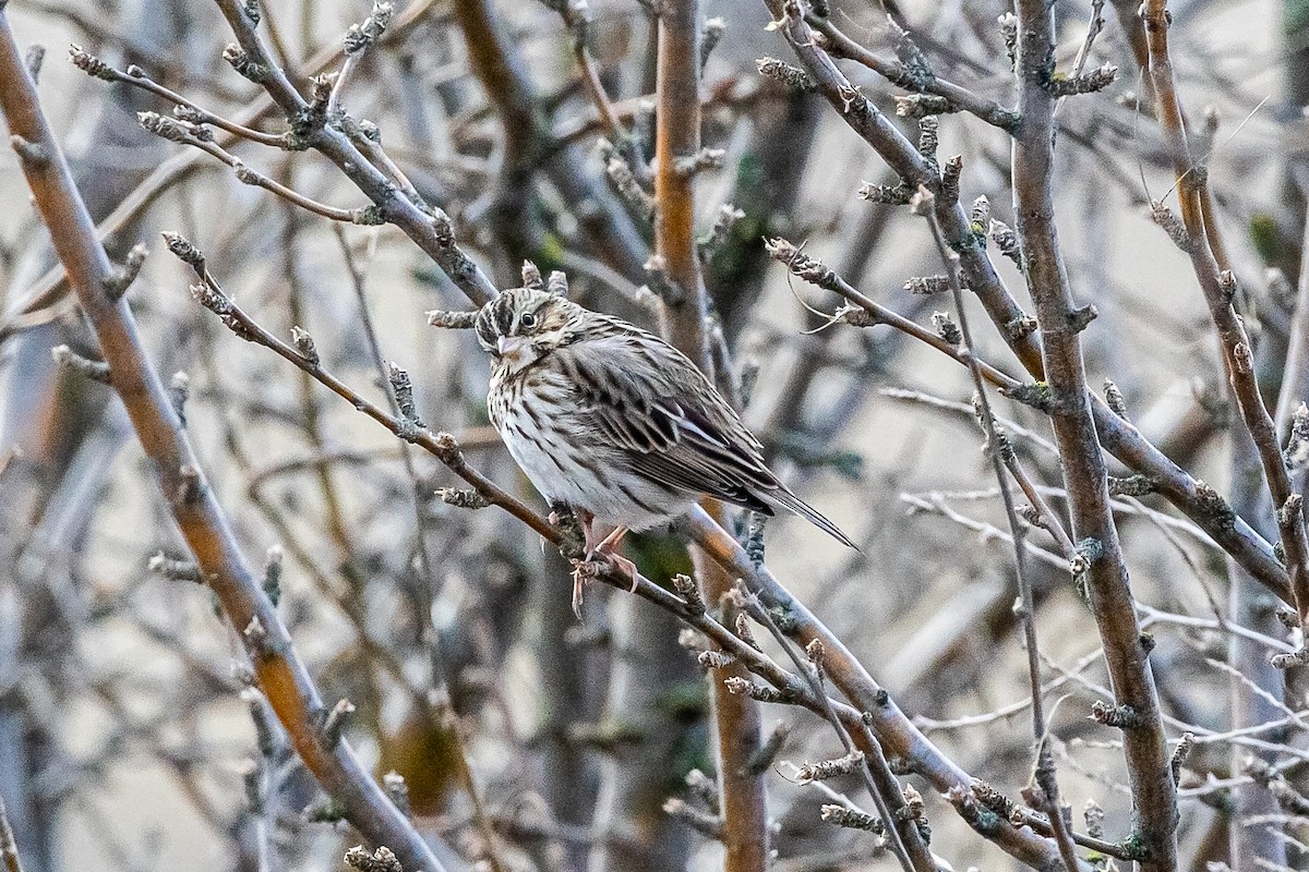 Savannah Sparrow - ML632408820