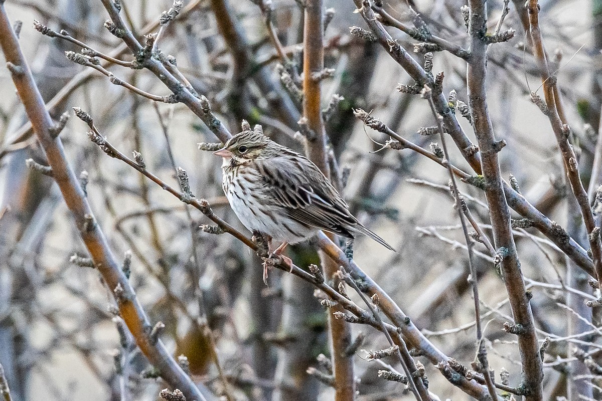 Savannah Sparrow - ML632408821