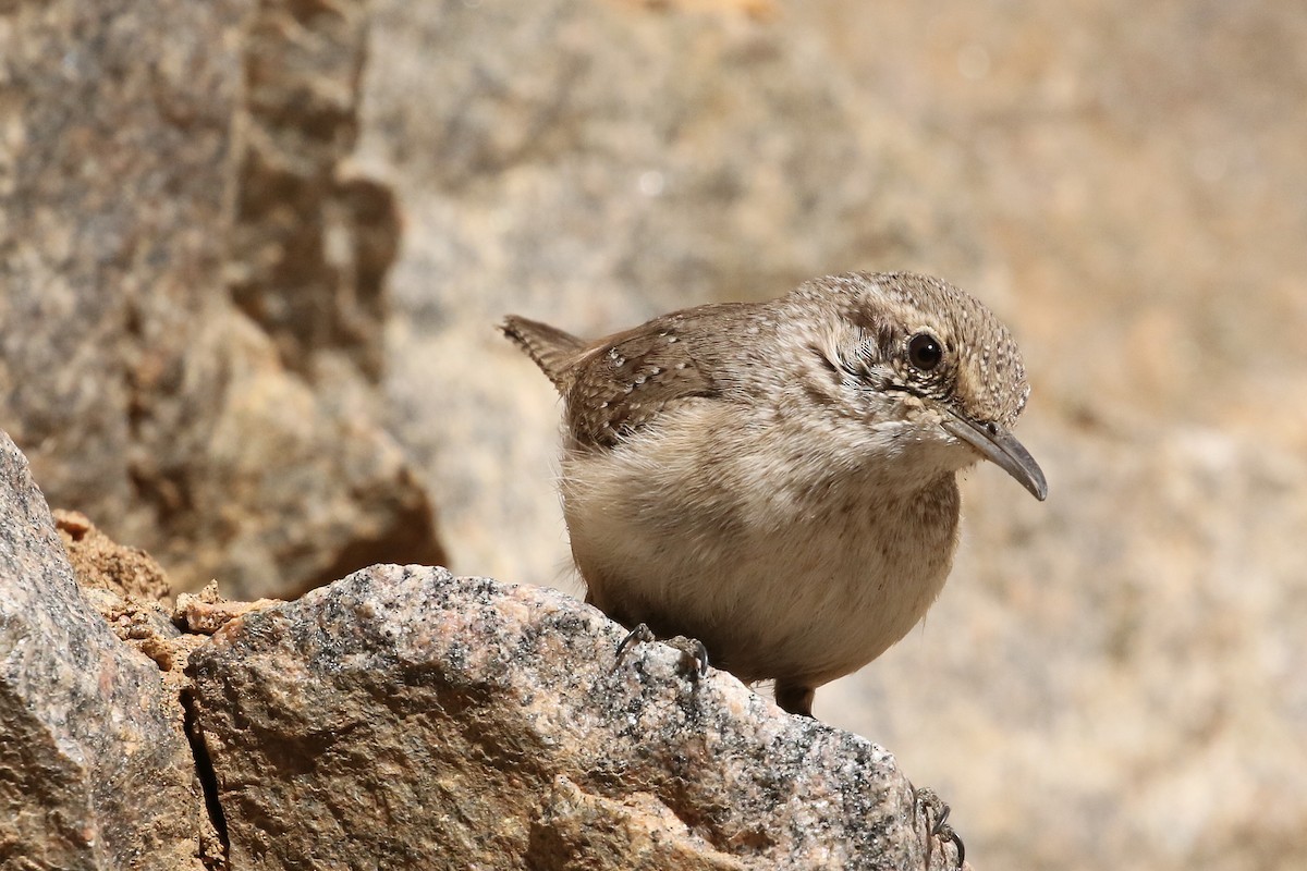 Rock Wren - ML632408822