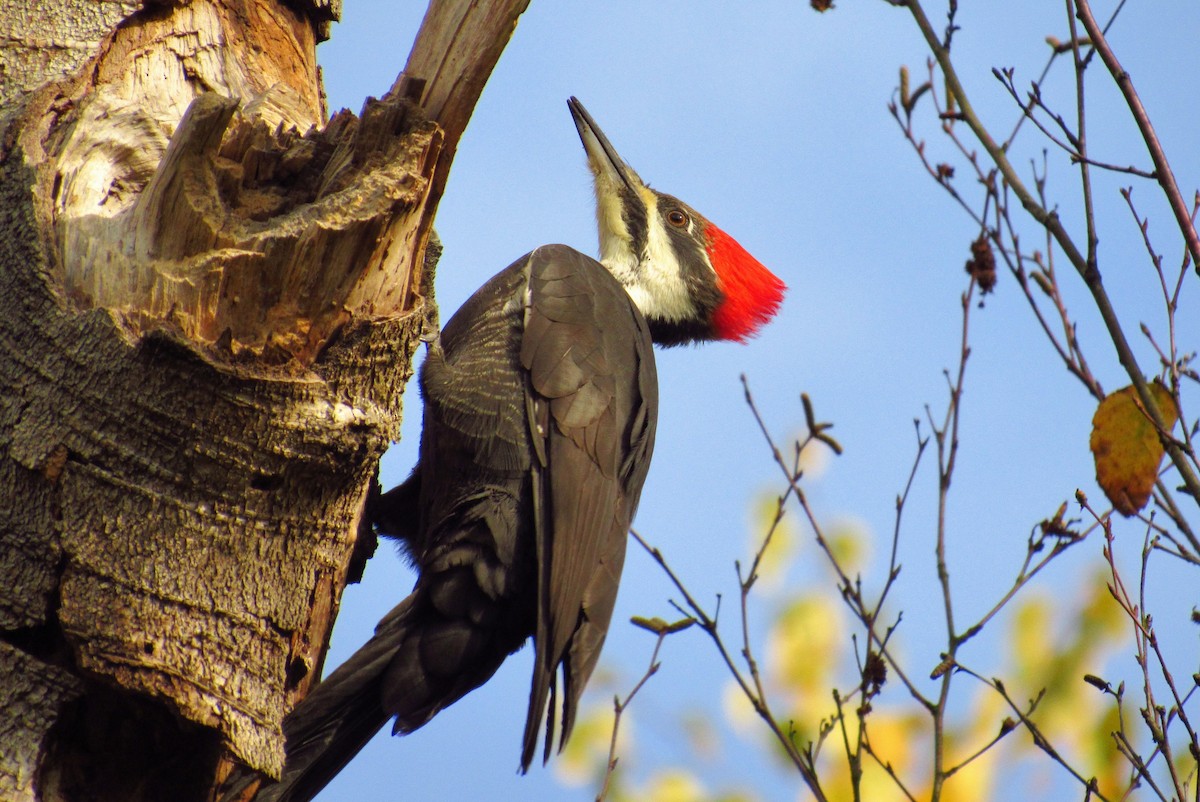Pileated Woodpecker - ML632408901
