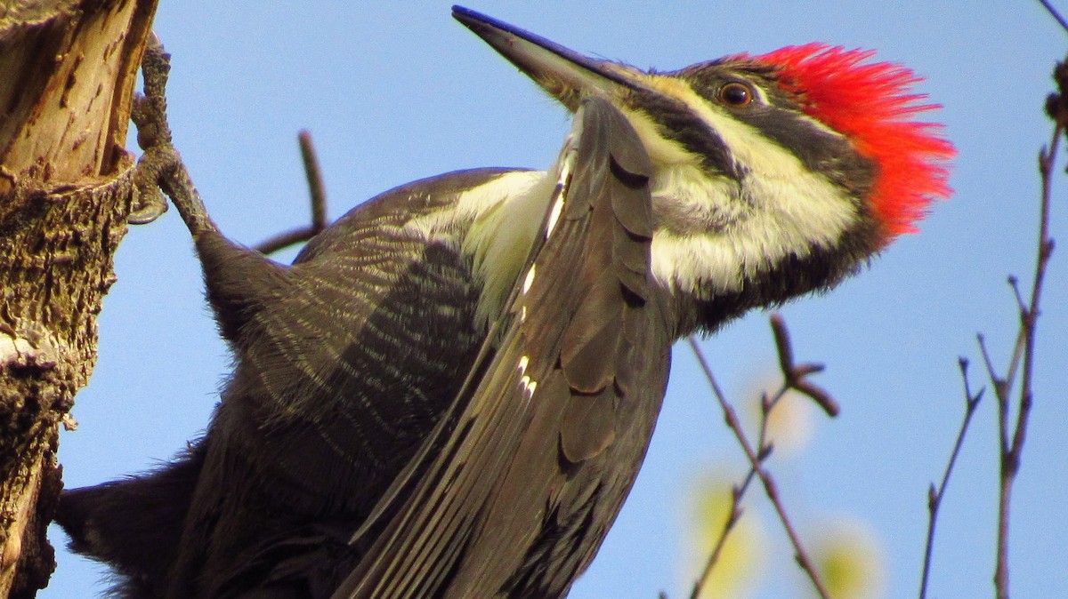 Pileated Woodpecker - ML632408916