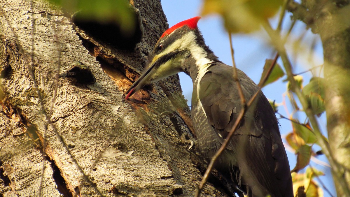 Pileated Woodpecker - ML632408917