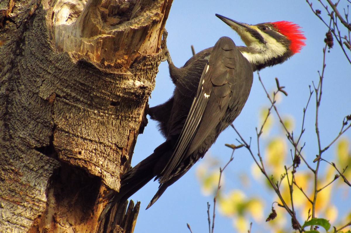 Pileated Woodpecker - ML632408918