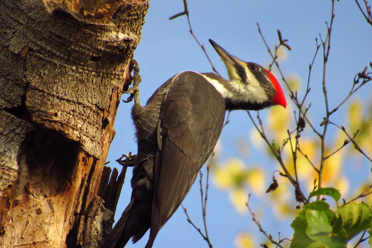 Pileated Woodpecker - ML632408919