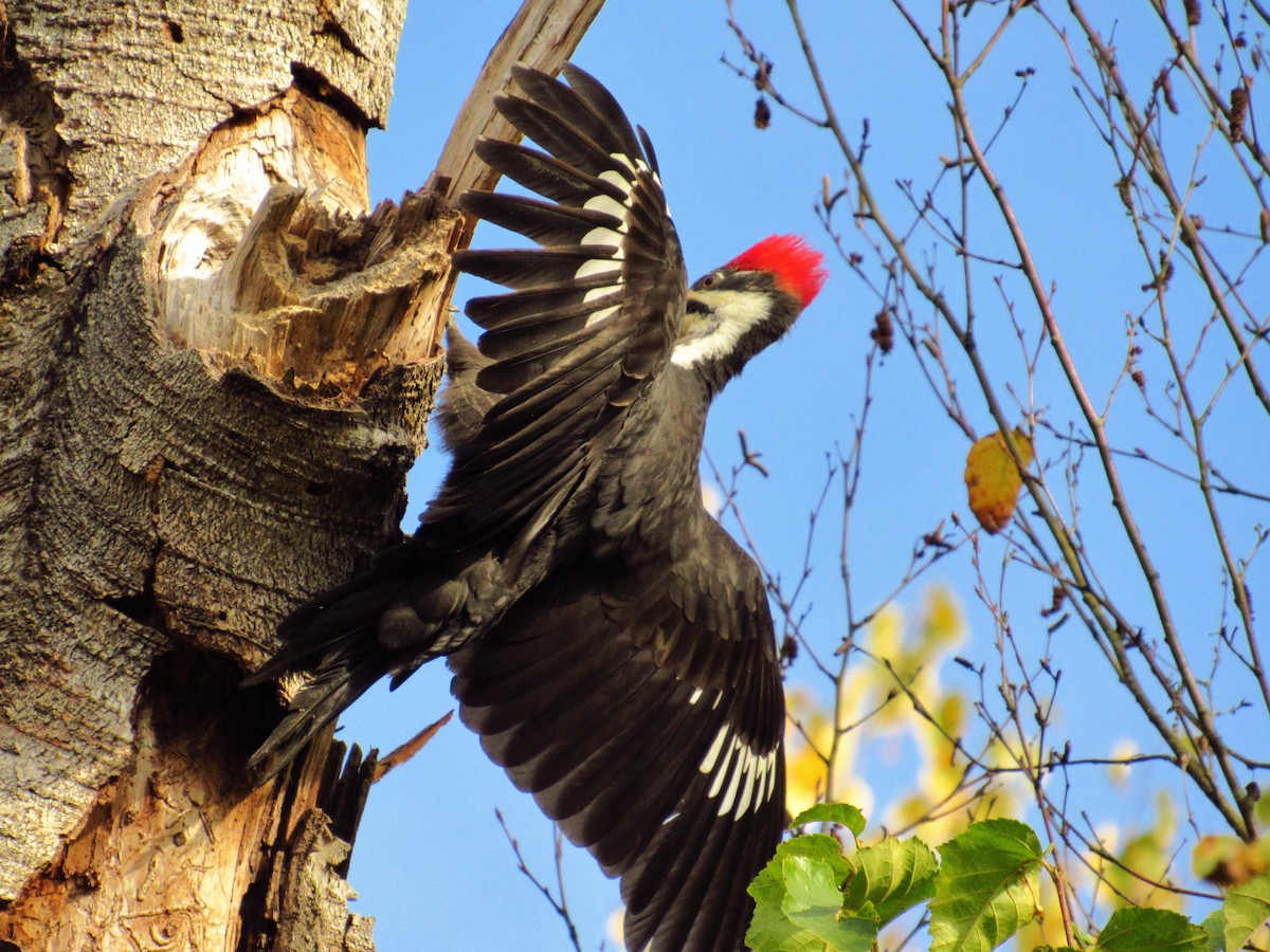 Pileated Woodpecker - ML632408920