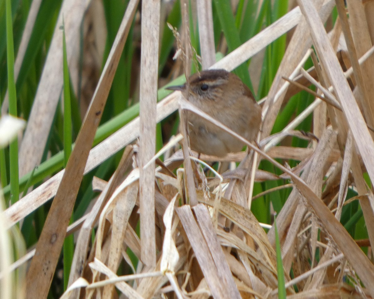 Marsh Wren - ML632409048