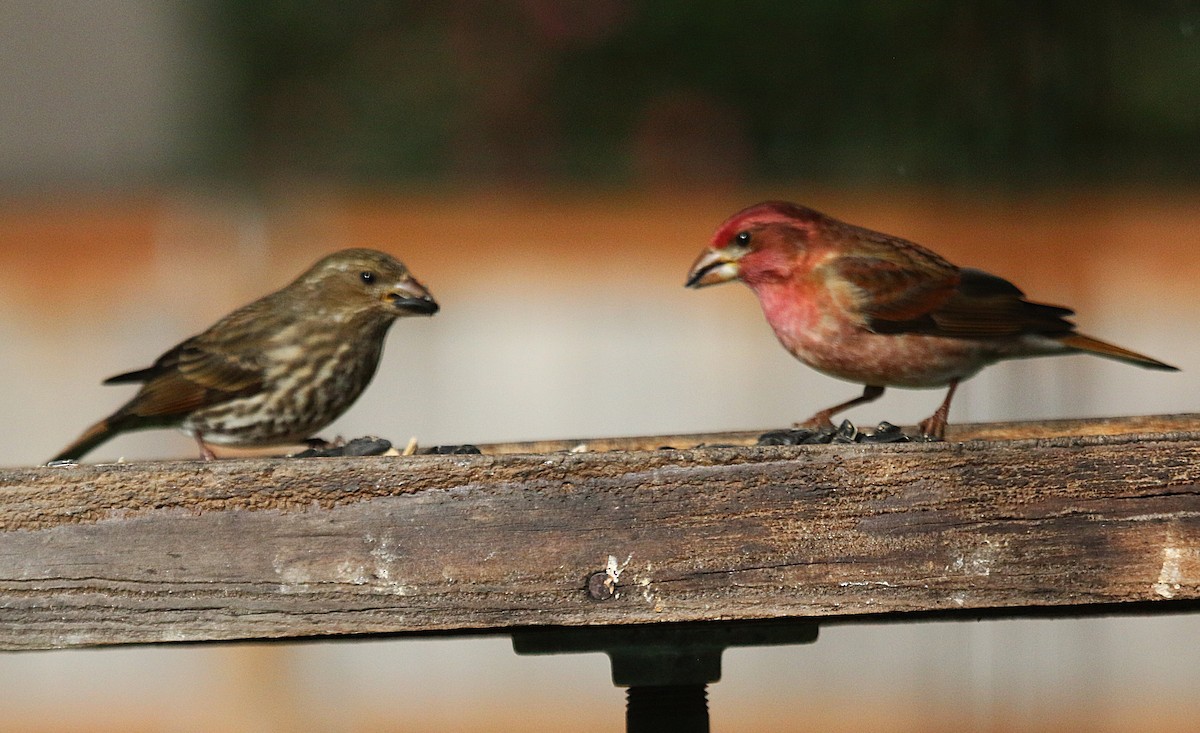 Purple Finch (Western) - ML632409107