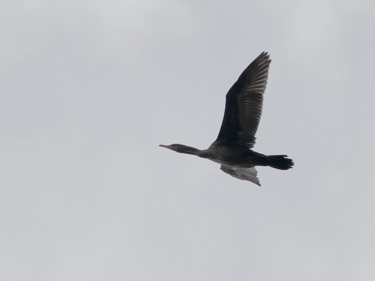Double-crested Cormorant - ML632409228
