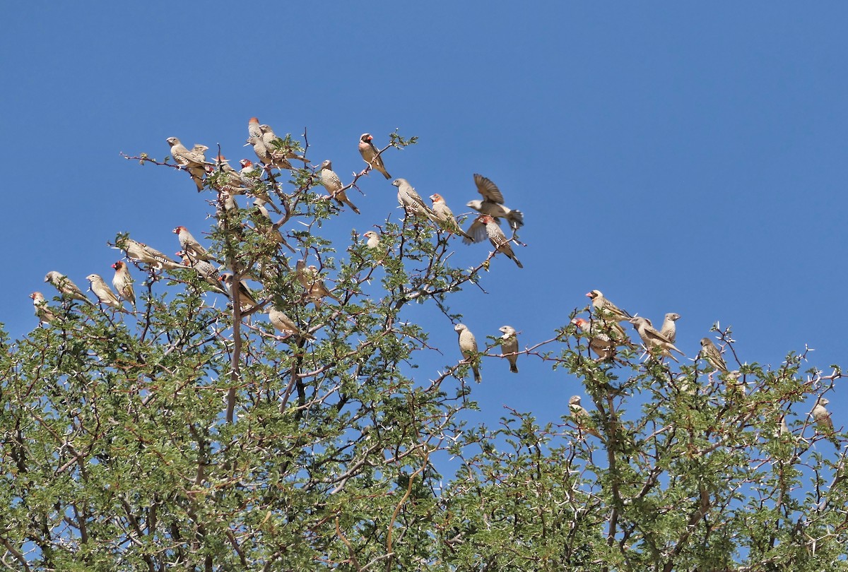 Red-headed Finch - ML632409240