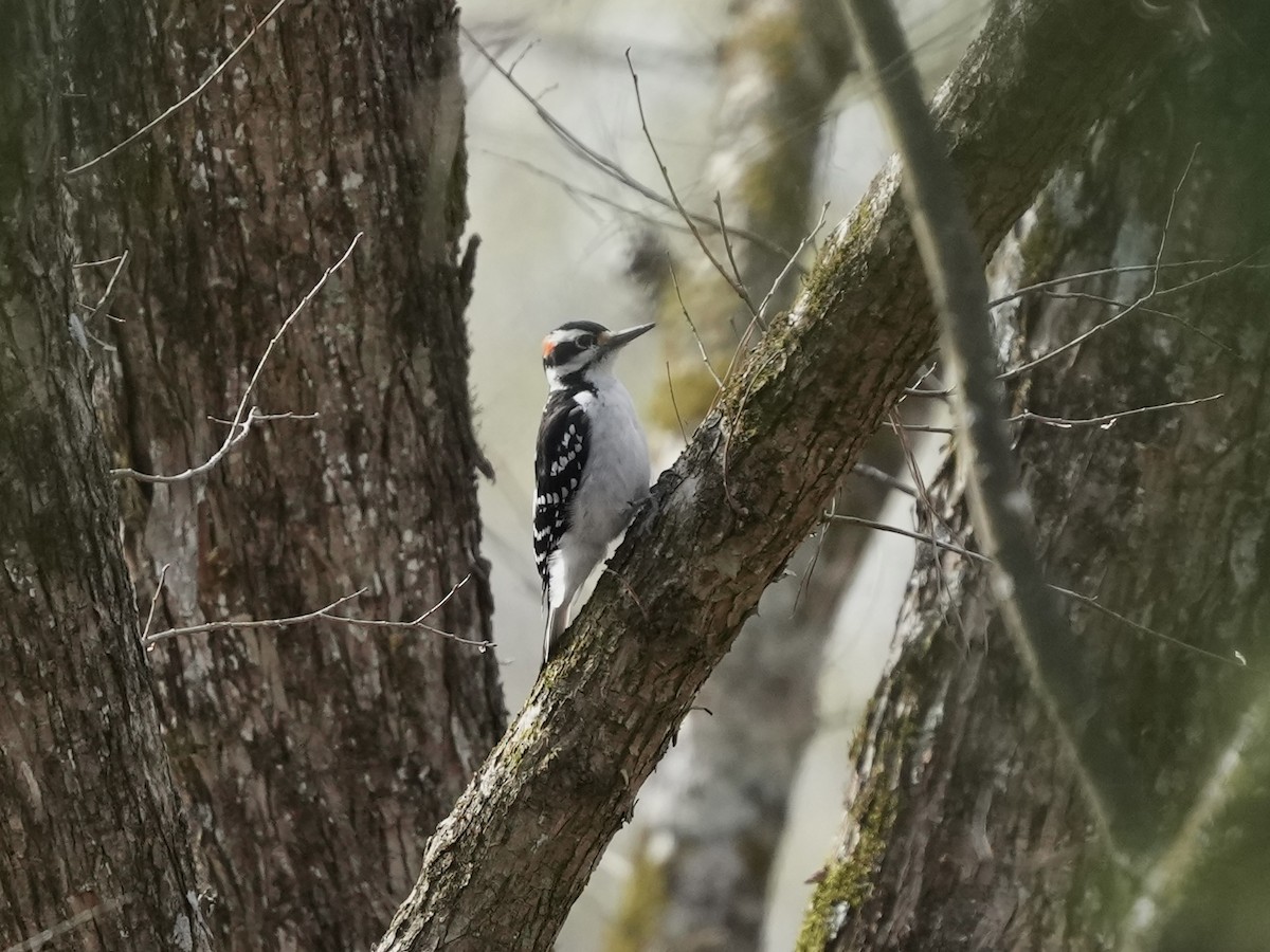 Hairy Woodpecker - ML632409246