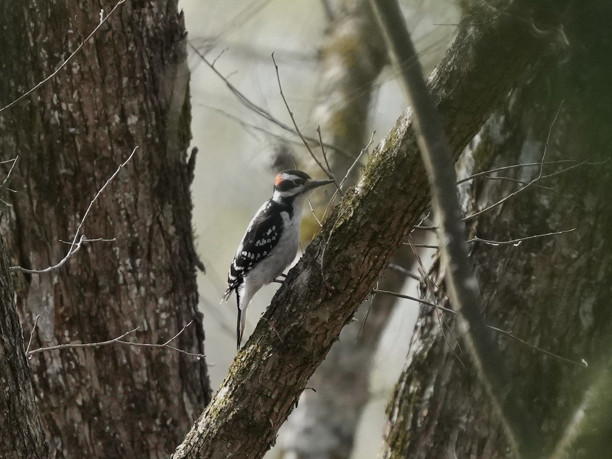 Hairy Woodpecker - ML632409247