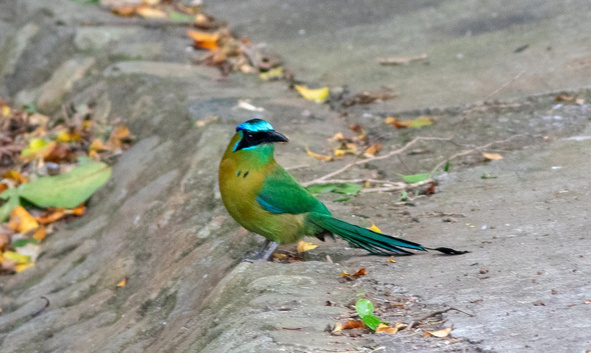 Lesson's Motmot - ML632409266