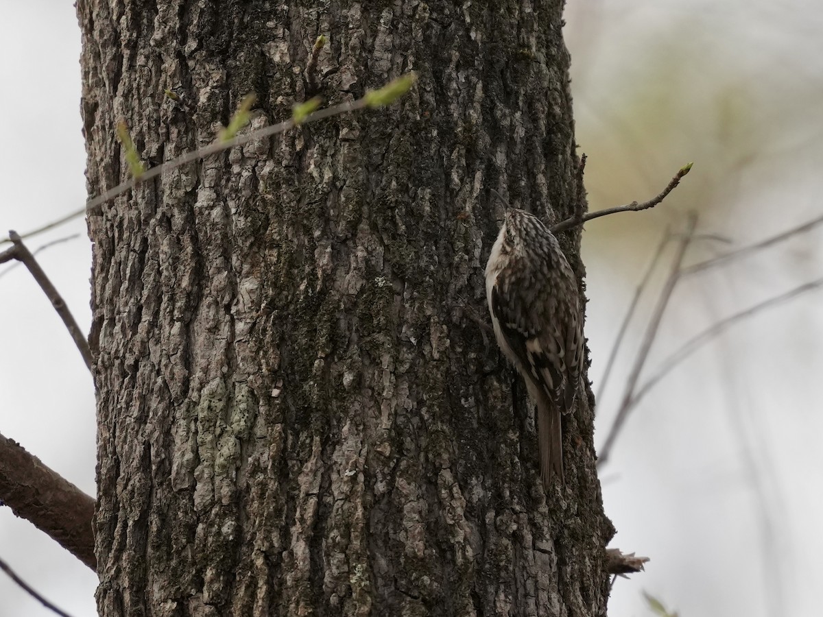 Brown Creeper - ML632409274
