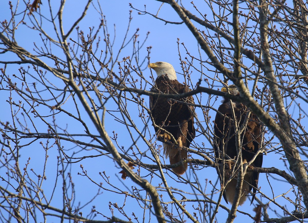 Bald Eagle - ML632409330