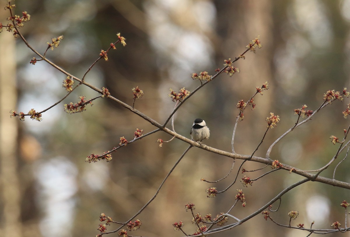 Carolina Chickadee - ML632409343