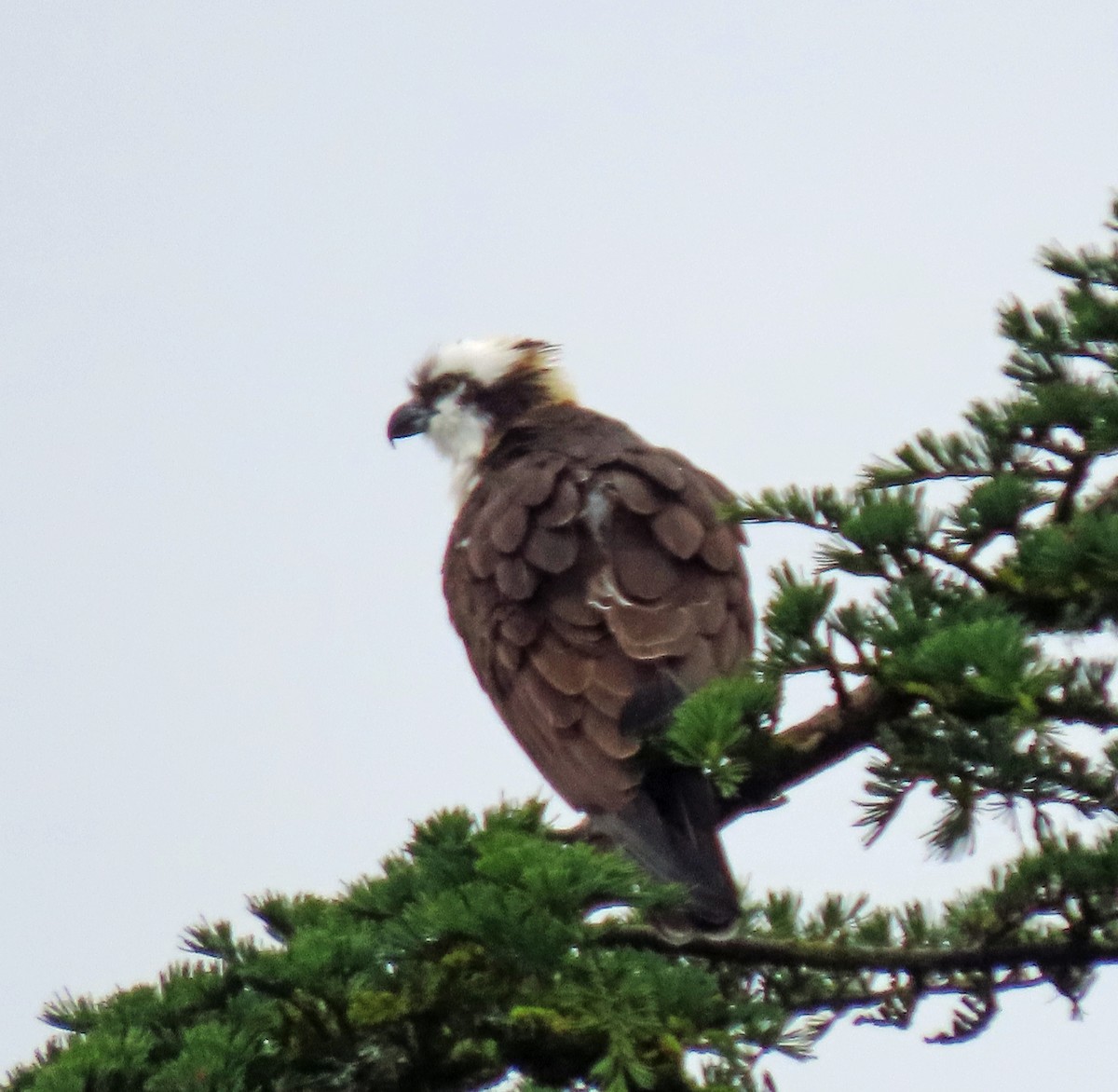 Osprey - ML632409345