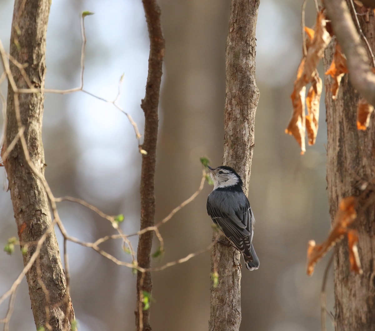 White-breasted Nuthatch - ML632409350