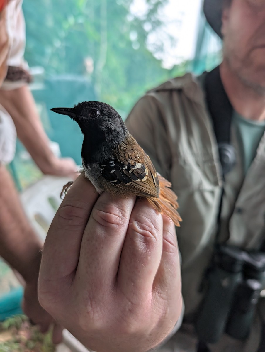 Chestnut-tailed Antbird - ML632409358