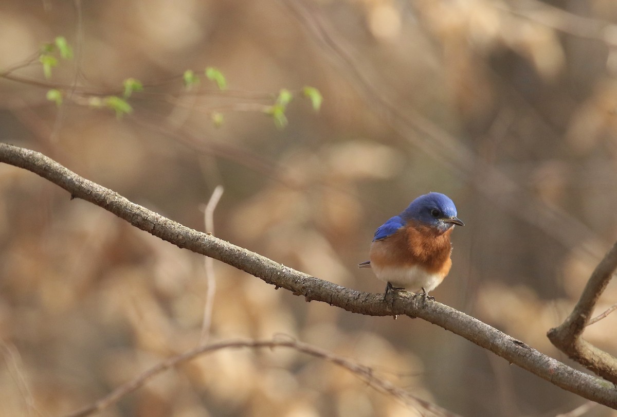 Eastern Bluebird - ML632409370