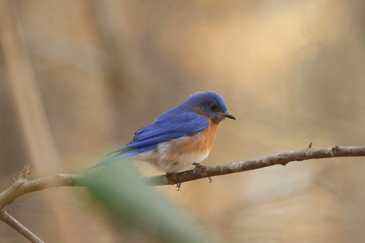 Eastern Bluebird - ML632409371