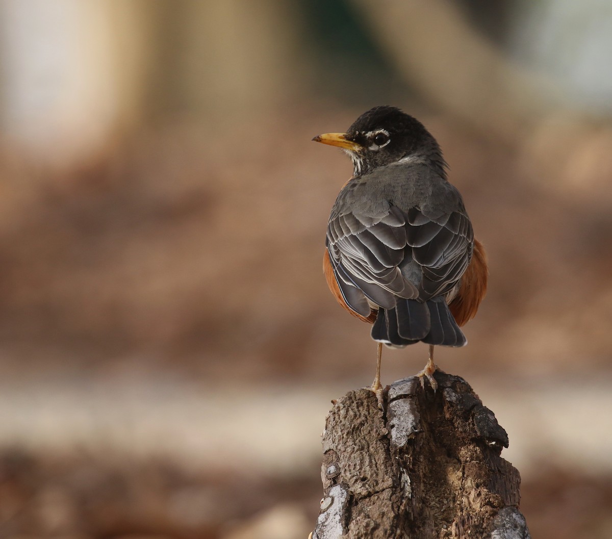 American Robin - ML632409377