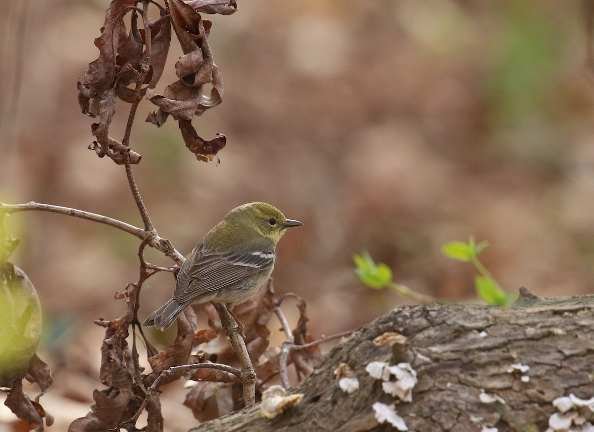 Pine Warbler - ML632409384