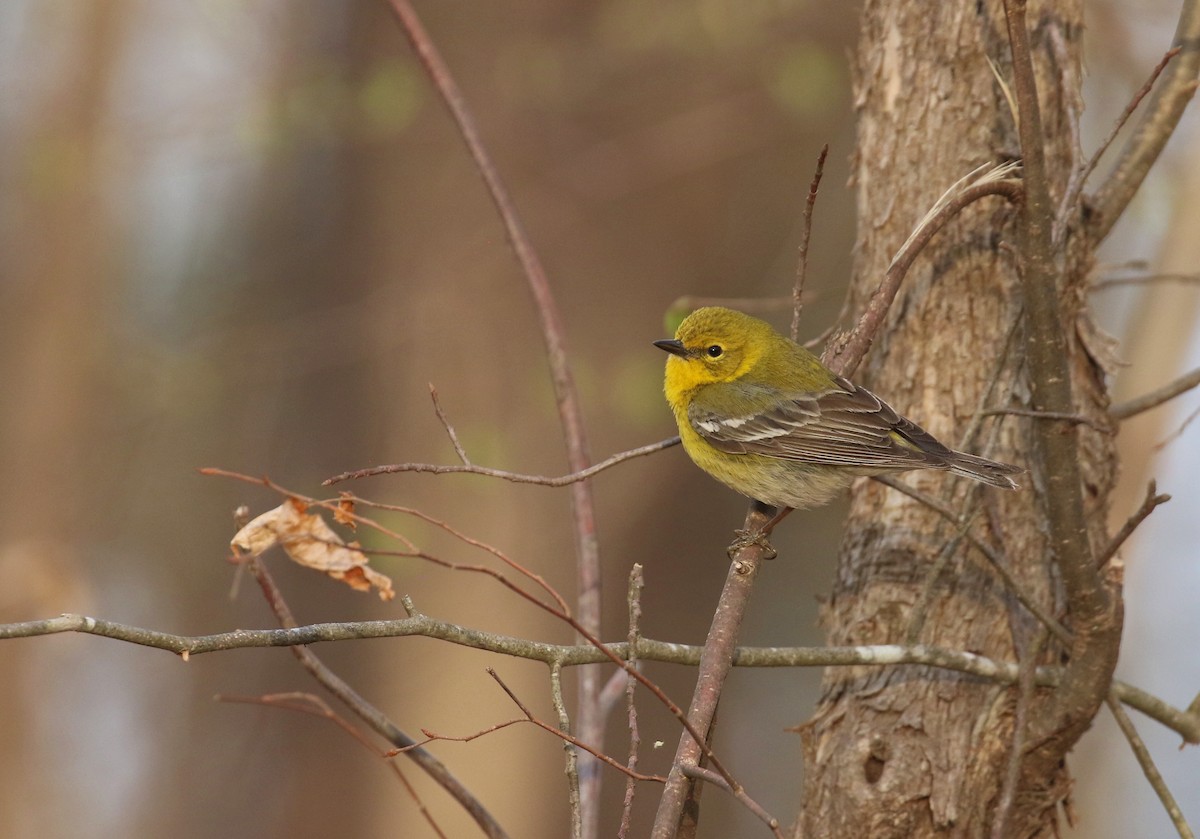 Pine Warbler - ML632409385