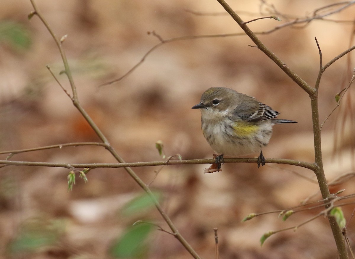 Yellow-rumped Warbler (Myrtle) - ML632409390