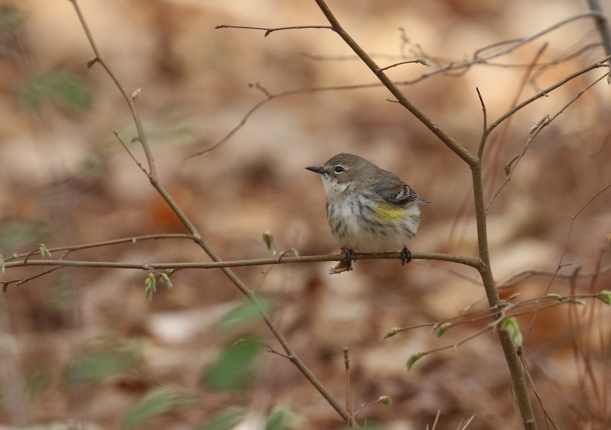 Yellow-rumped Warbler (Myrtle) - ML632409391