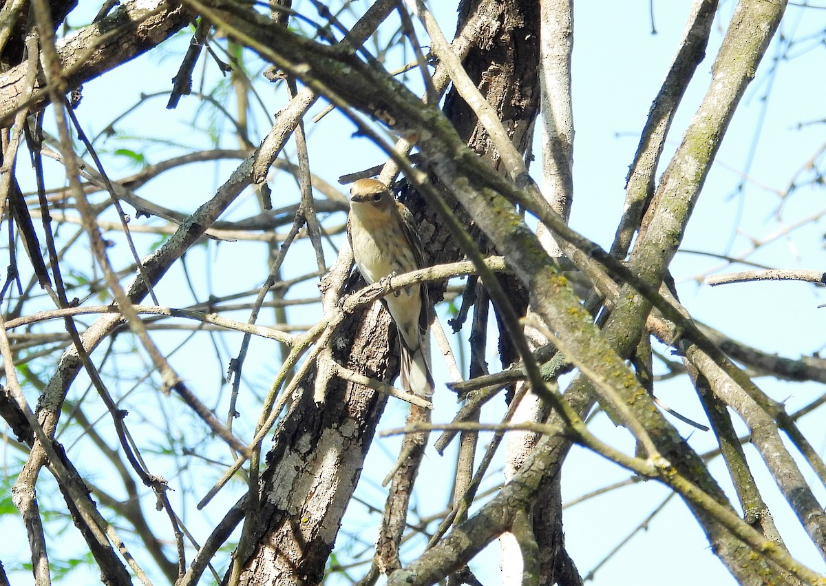 Yellow-rumped Warbler - ML632409458