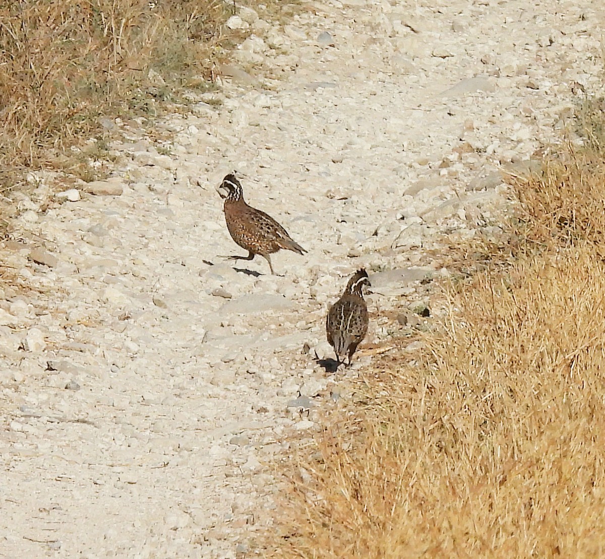 Northern Bobwhite - ML632409472
