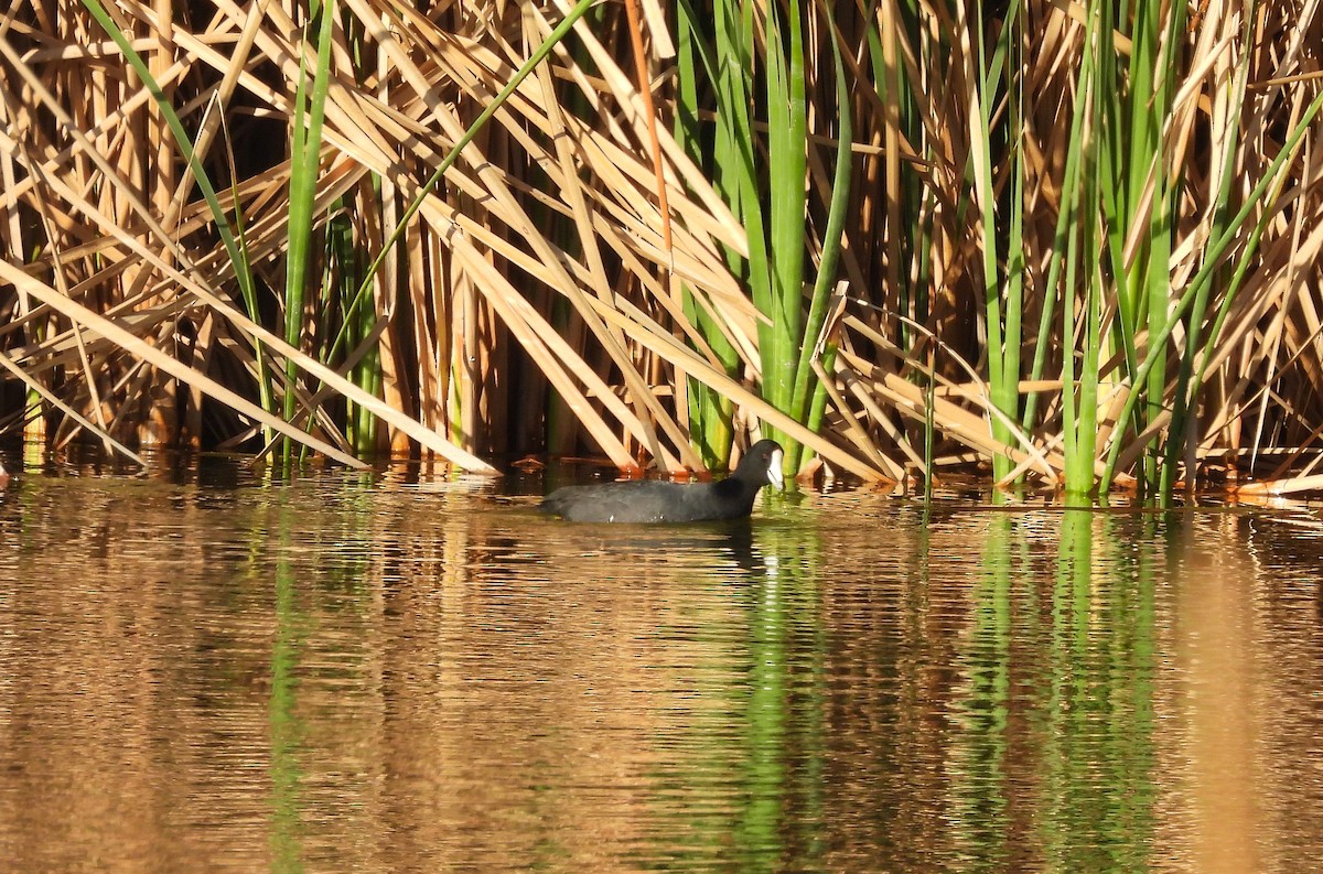 American Coot - ML632409474