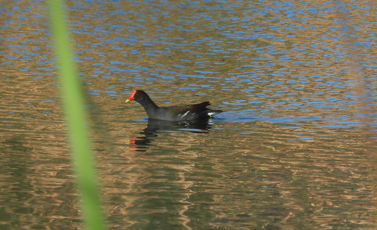 Common Gallinule - ML632409480