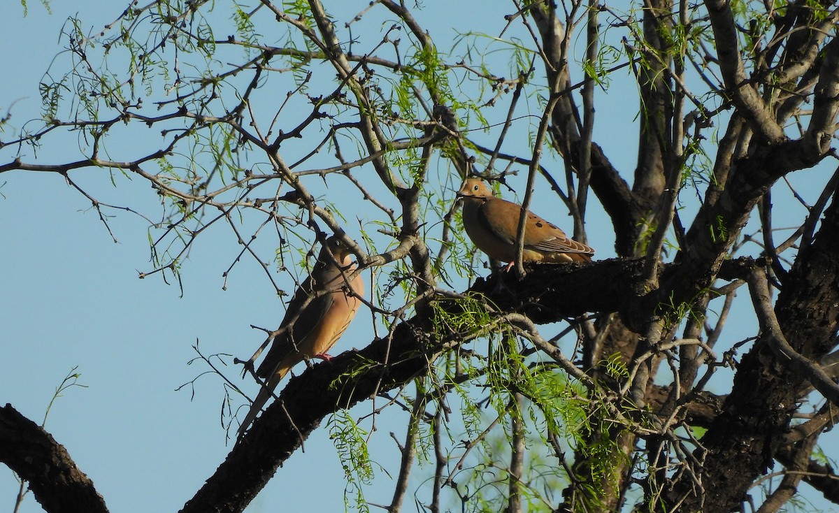 Mourning Dove - ML632409481