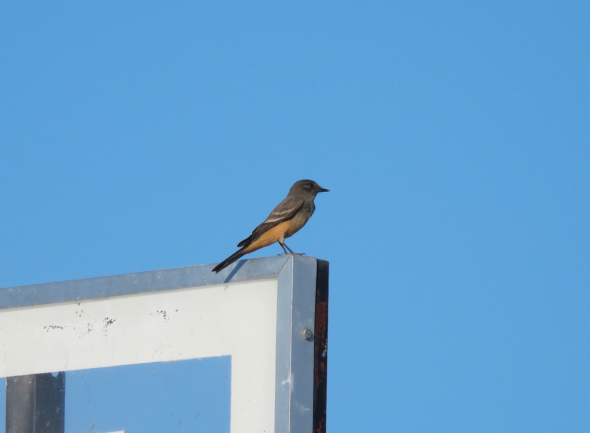 Say's Phoebe - ML632409499