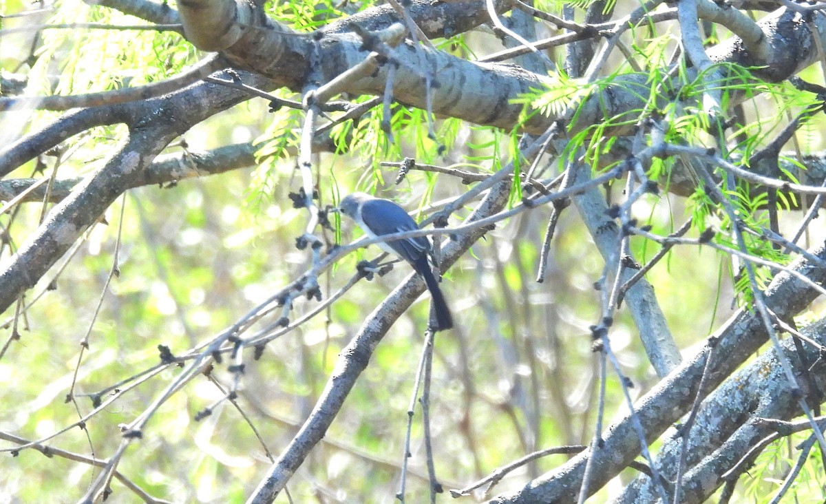 Blue-gray Gnatcatcher - ML632409507