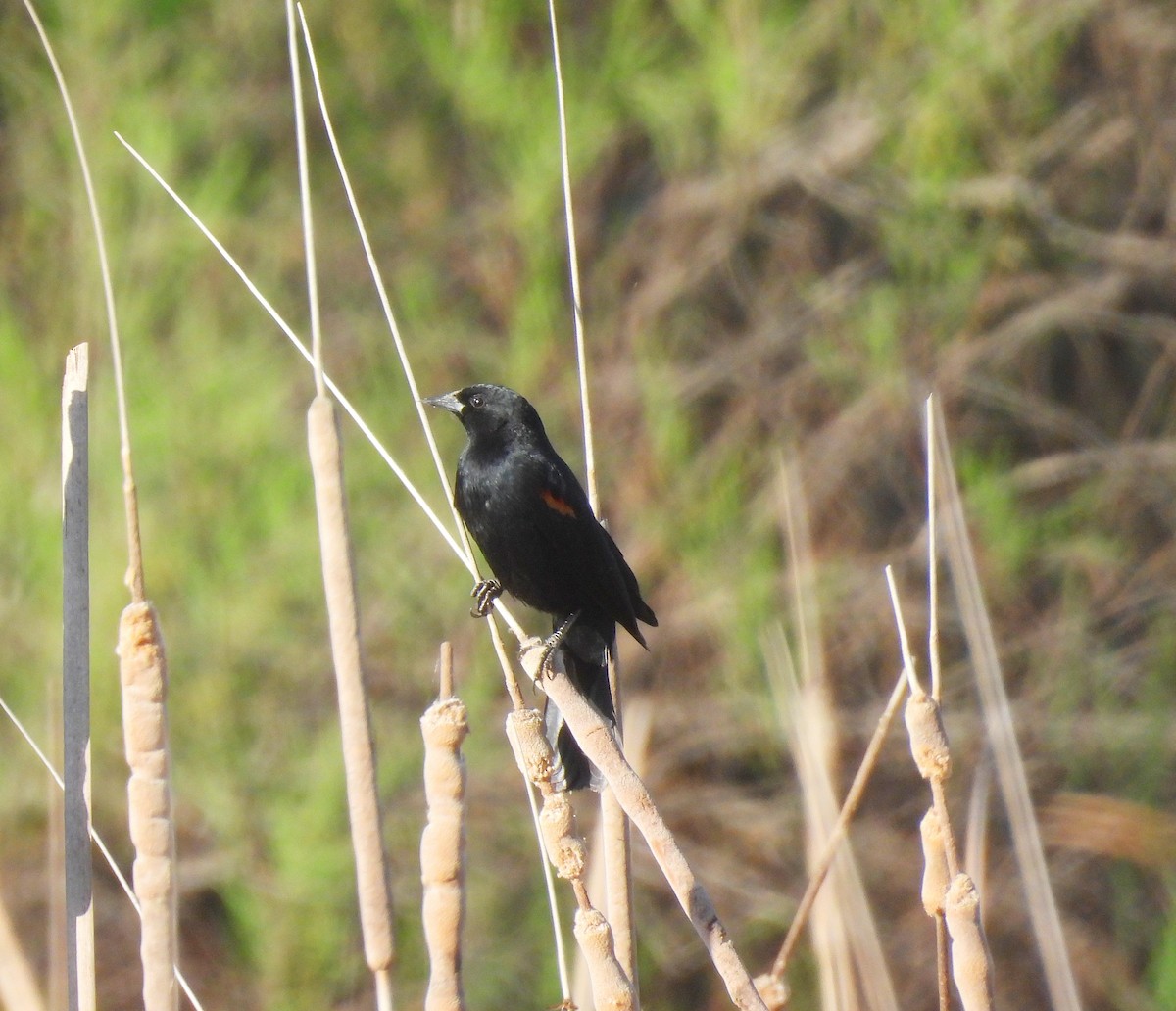 Red-winged Blackbird - ML632409533