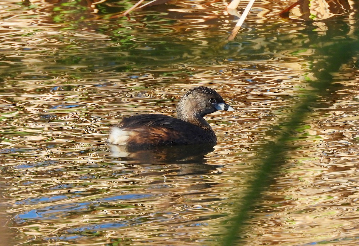 Pied-billed Grebe - ML632409546