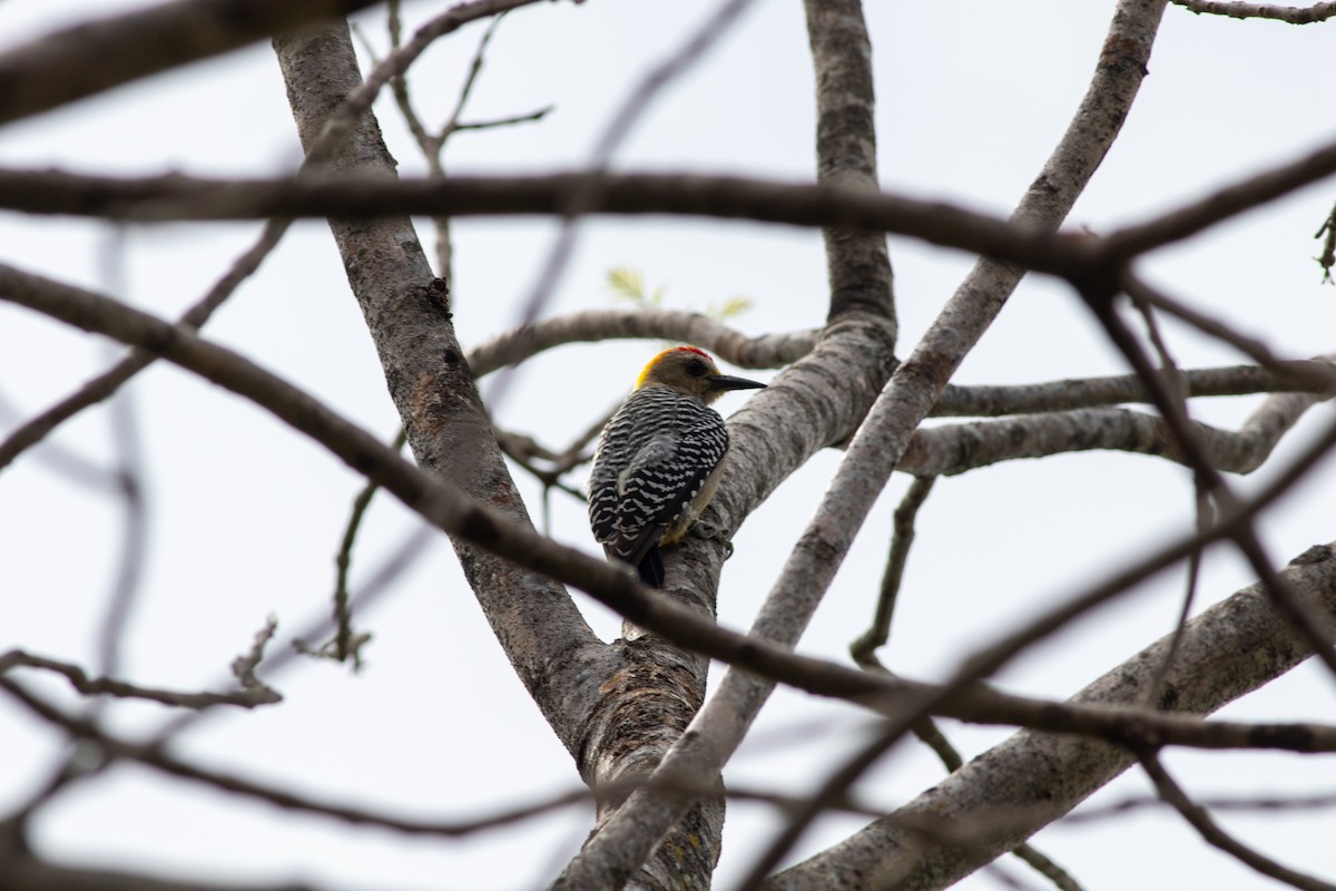 Hoffmann's Woodpecker - ML632409732