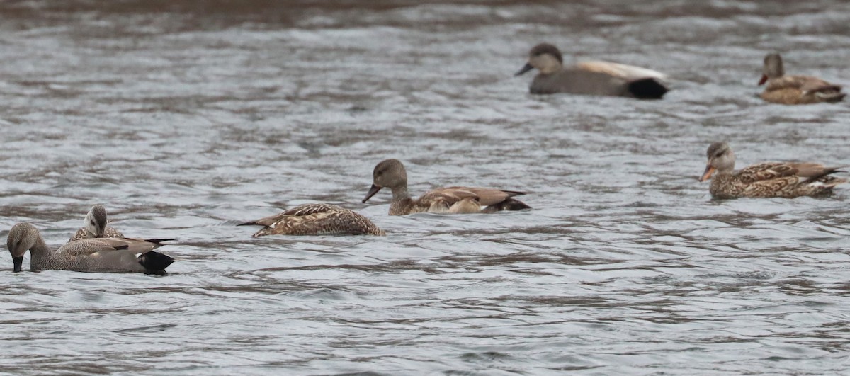 Бор нугас - ML632409734