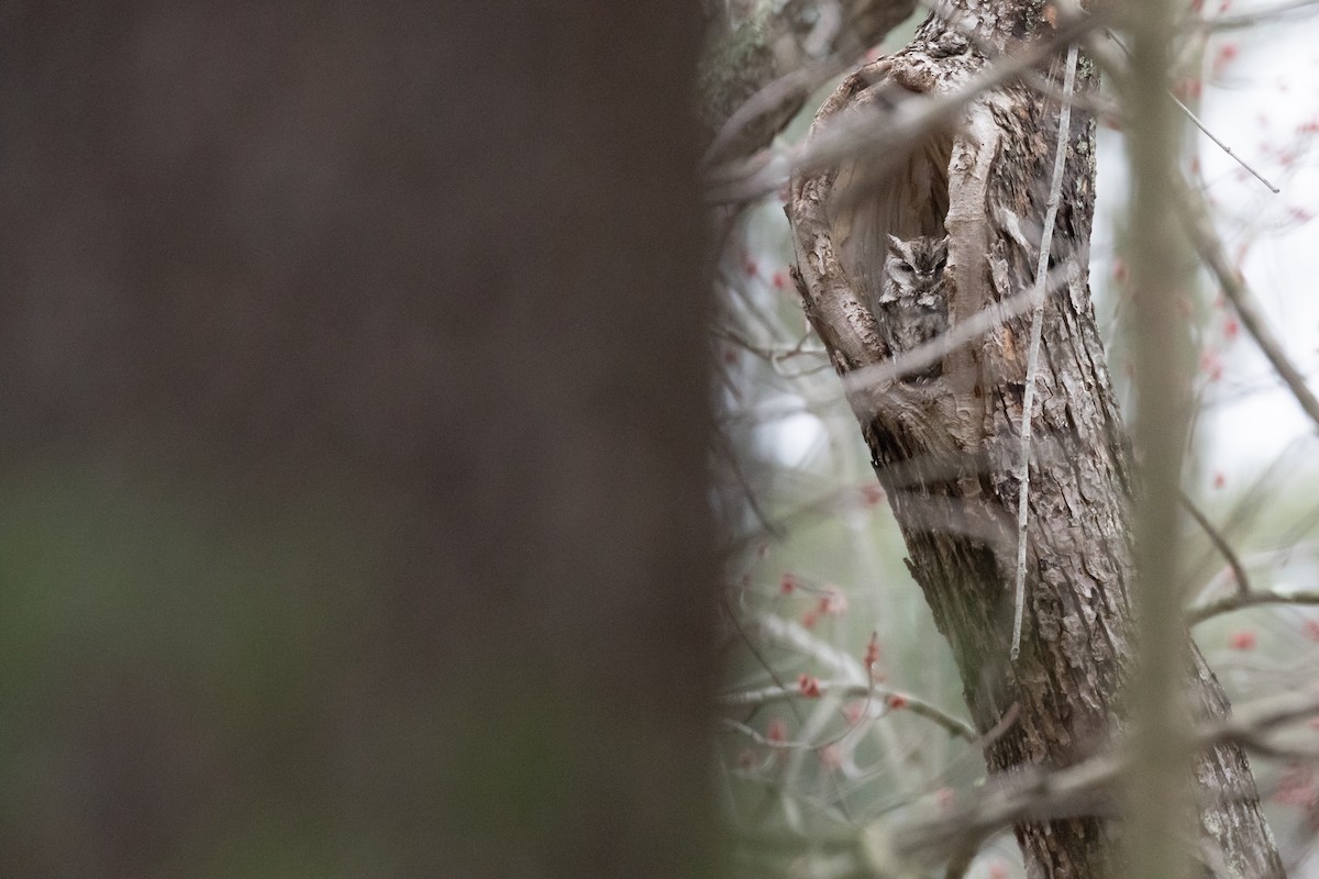 Eastern Screech-Owl - ML632409872