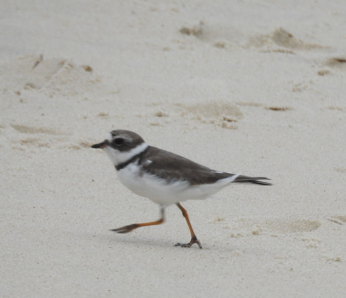 Semipalmated Plover - ML632409942