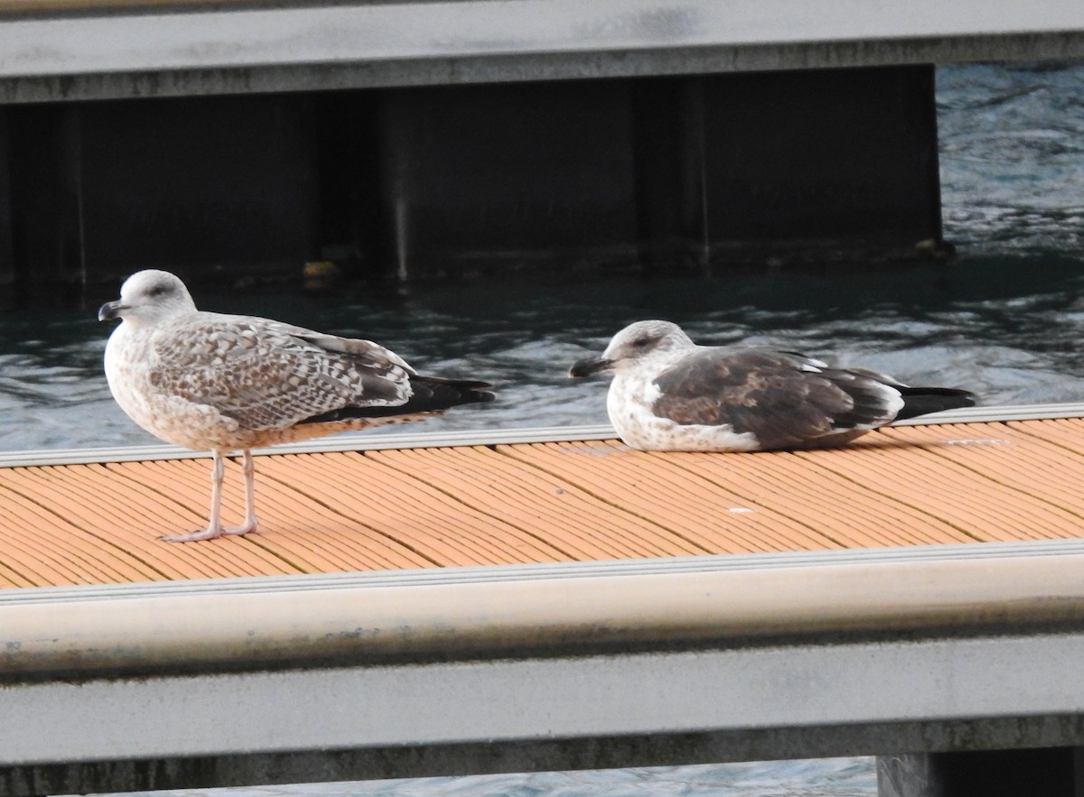 racek jižní - ML632409970