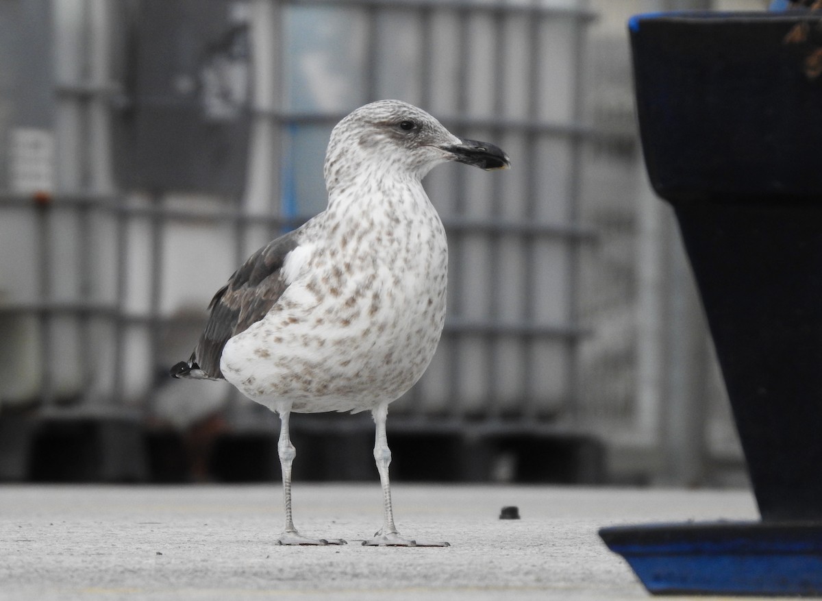 racek jižní - ML632409972