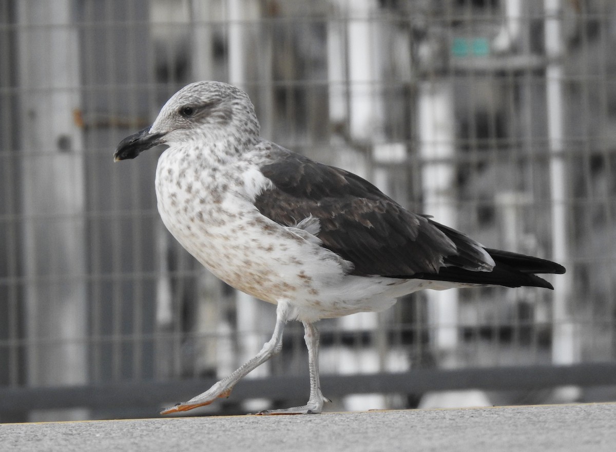 racek jižní - ML632409974