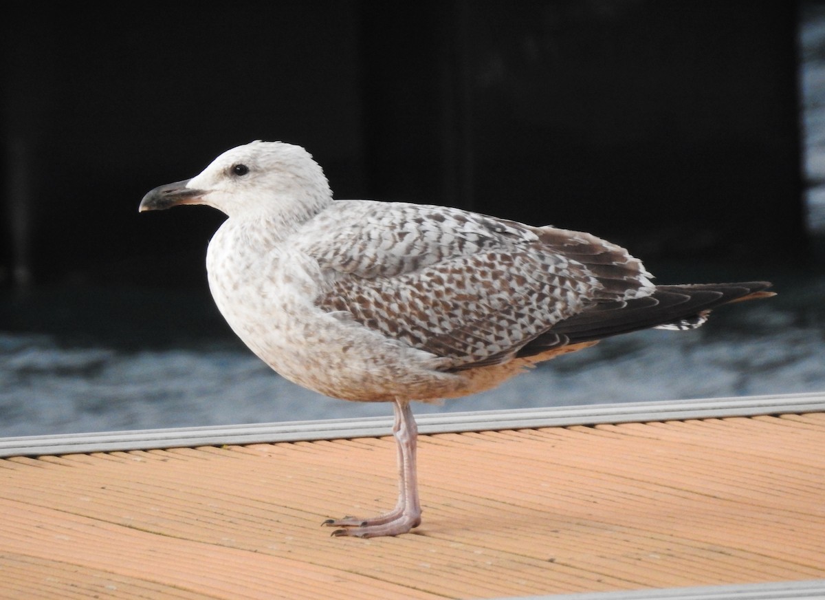 racek stříbřitý - ML632409990