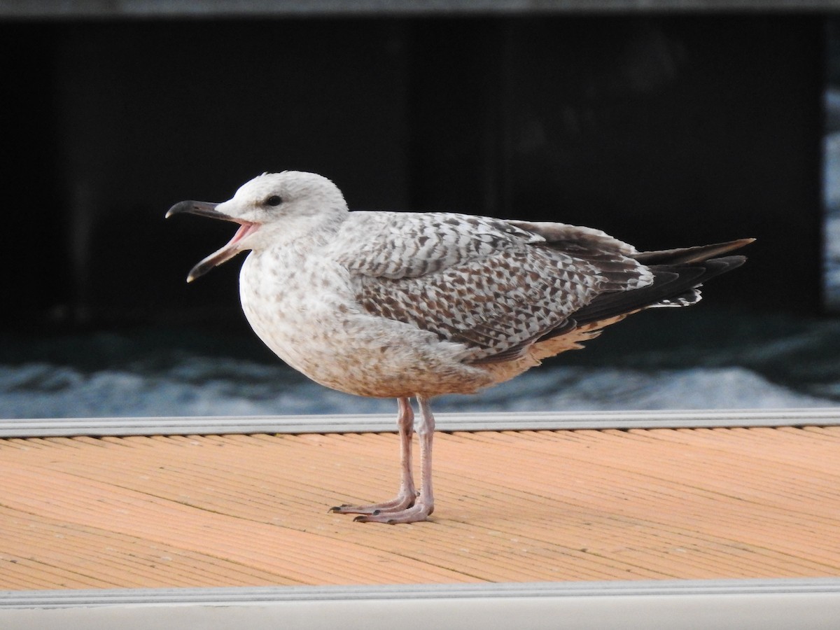 racek stříbřitý - ML632409991