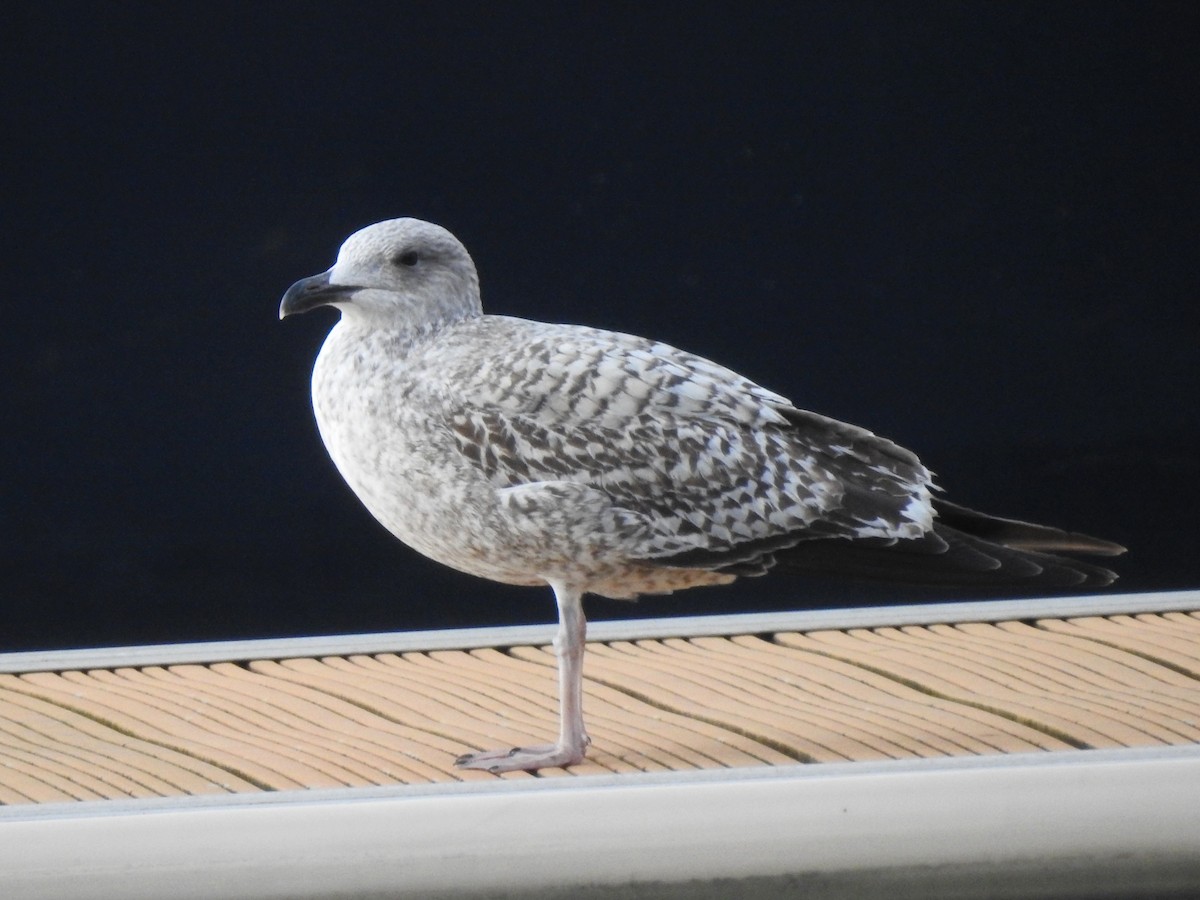 racek stříbřitý - ML632409992